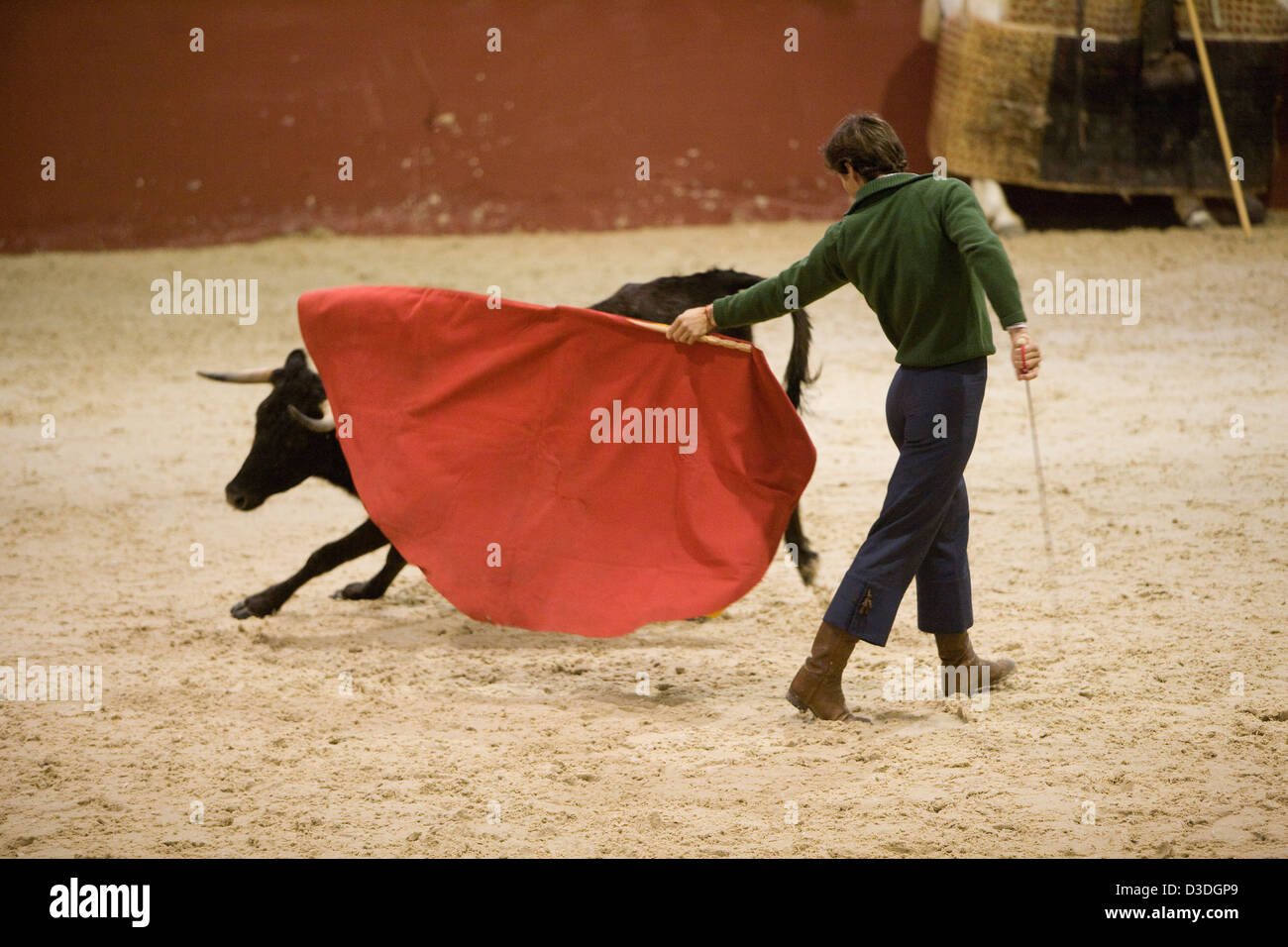 LOS ALBEREJOS FINCA, JEREZ DE LA FRONTERA, Spanien, 23. Februar 2008: César Varguas Girón, 24, eine professionelle Stierkämpfer testet eine zwei Jahre alte Kuh für Aggression während ein "hat" in der indoor Arena am Alvaro Domecqs Ganaderia oder Bull Zuchtfarm Torrestrella genannt.  Die aggressivsten Kühe werden verwendet werden, um zukünftige Kampfstiere zu züchten. Stockfoto