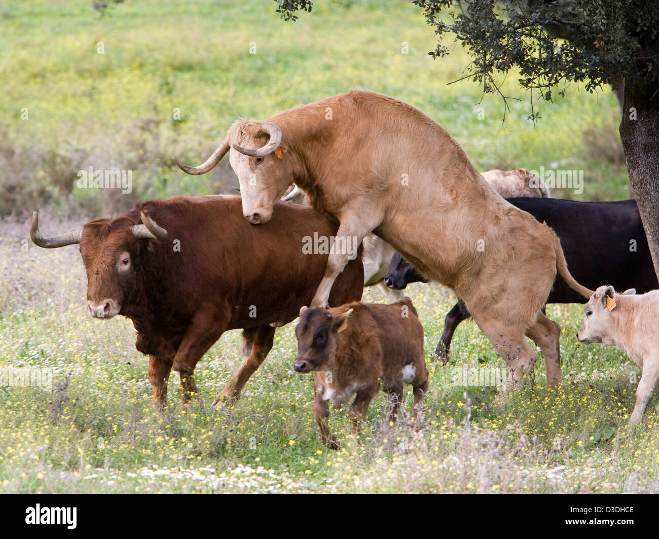 EL CASTILLO DE LAS GUARDAS, Sevilla, Spanien, 24. Februar 2008: eine Kuh steigt einen Stier auf der Ganaderia Domecq.  Diese 7.000 Hektar großen Stier Zucht Ranch, die ältesten in Spanien ist im Besitz von Domecq.  Er sucht für die künstlerische Leistung in die Bulls er züchtet Bullen für den Ring. Stockfoto