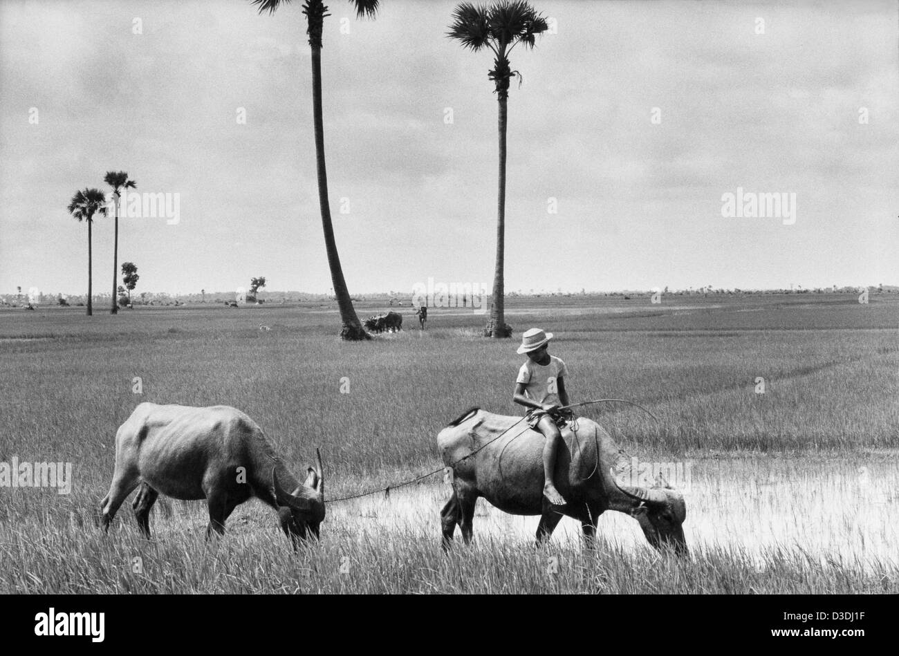 Prey Veng Provinz, Kambodscha: der Büffel grasen. Stockfoto