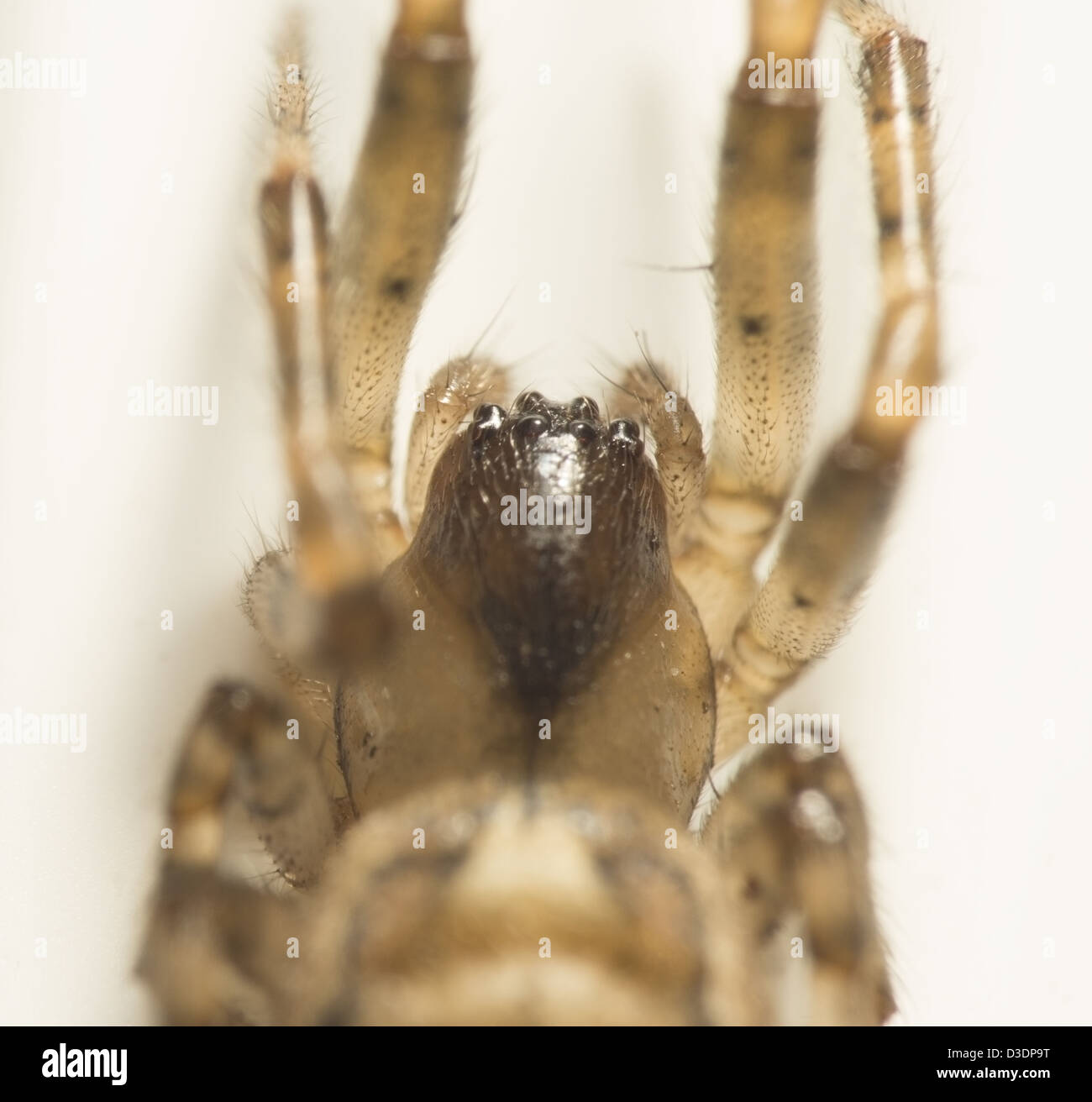 Eine Makroaufnahme einer kleinen Spinne ca. 1,2 cm in der Länge auf weißer Upvc Fensterrahmen Stockfoto