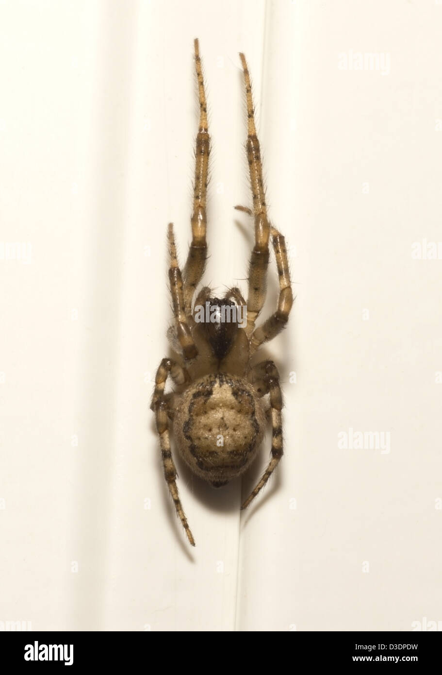 Eine Makroaufnahme einer kleinen Spinne ca. 1,2 cm in der Länge auf weißer Upvc Fensterrahmen Stockfoto
