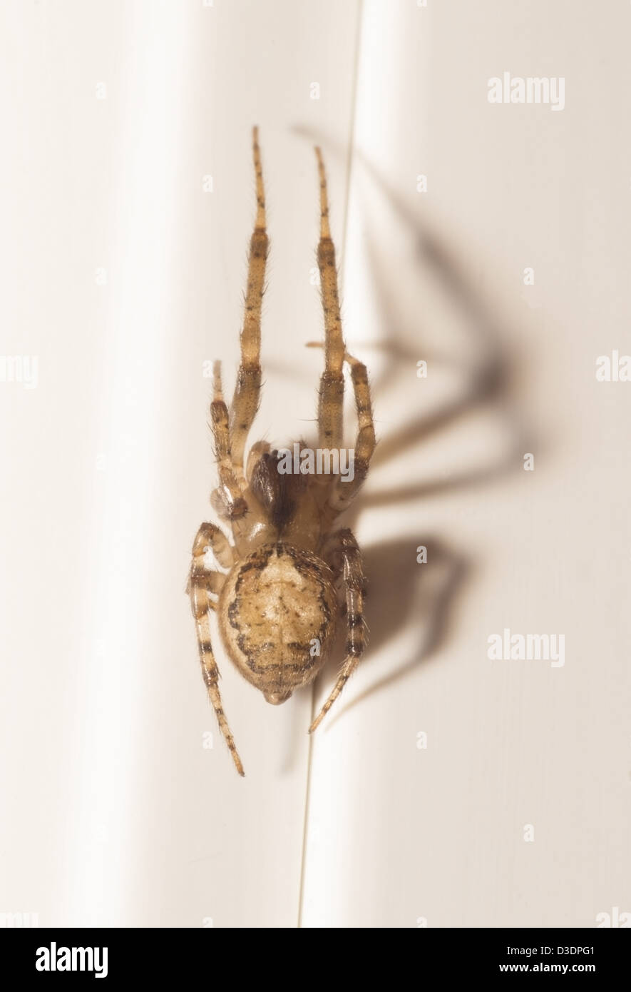 Eine Makroaufnahme einer kleinen Spinne ca. 1,2 cm in der Länge auf weißer Upvc Fensterrahmen Stockfoto