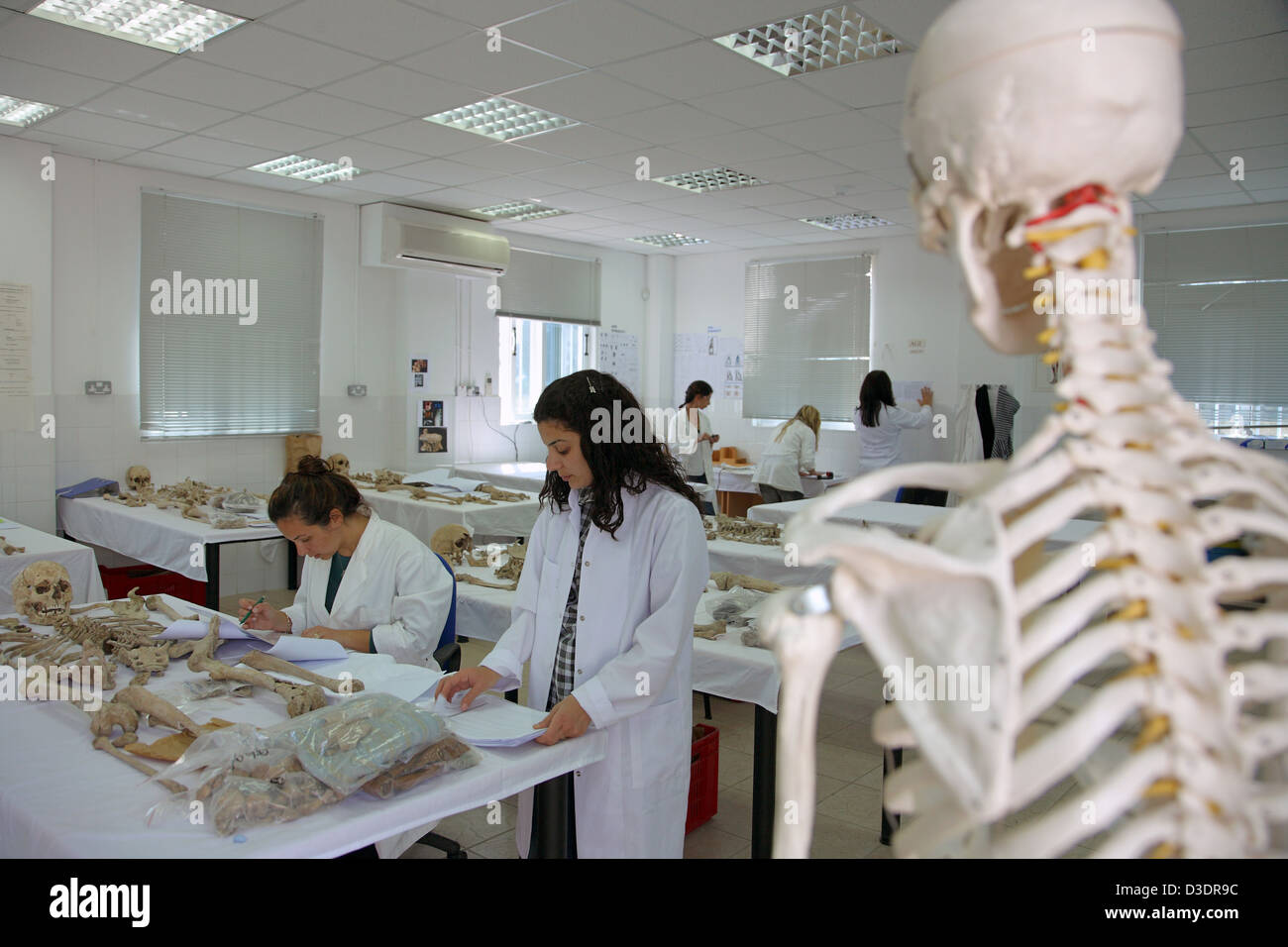 Weibliche Angestellte im Labor Anthropologie des Ausschusses für vermisste Personen in Zypern Stockfoto