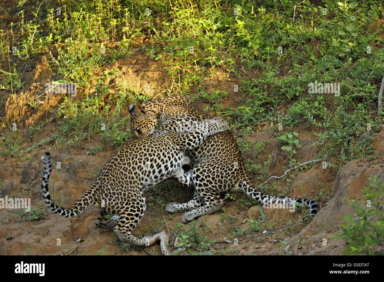 Zwei Leoparden spielen kämpfen im Yala Nationalpark, Sri Lanka Stockfoto