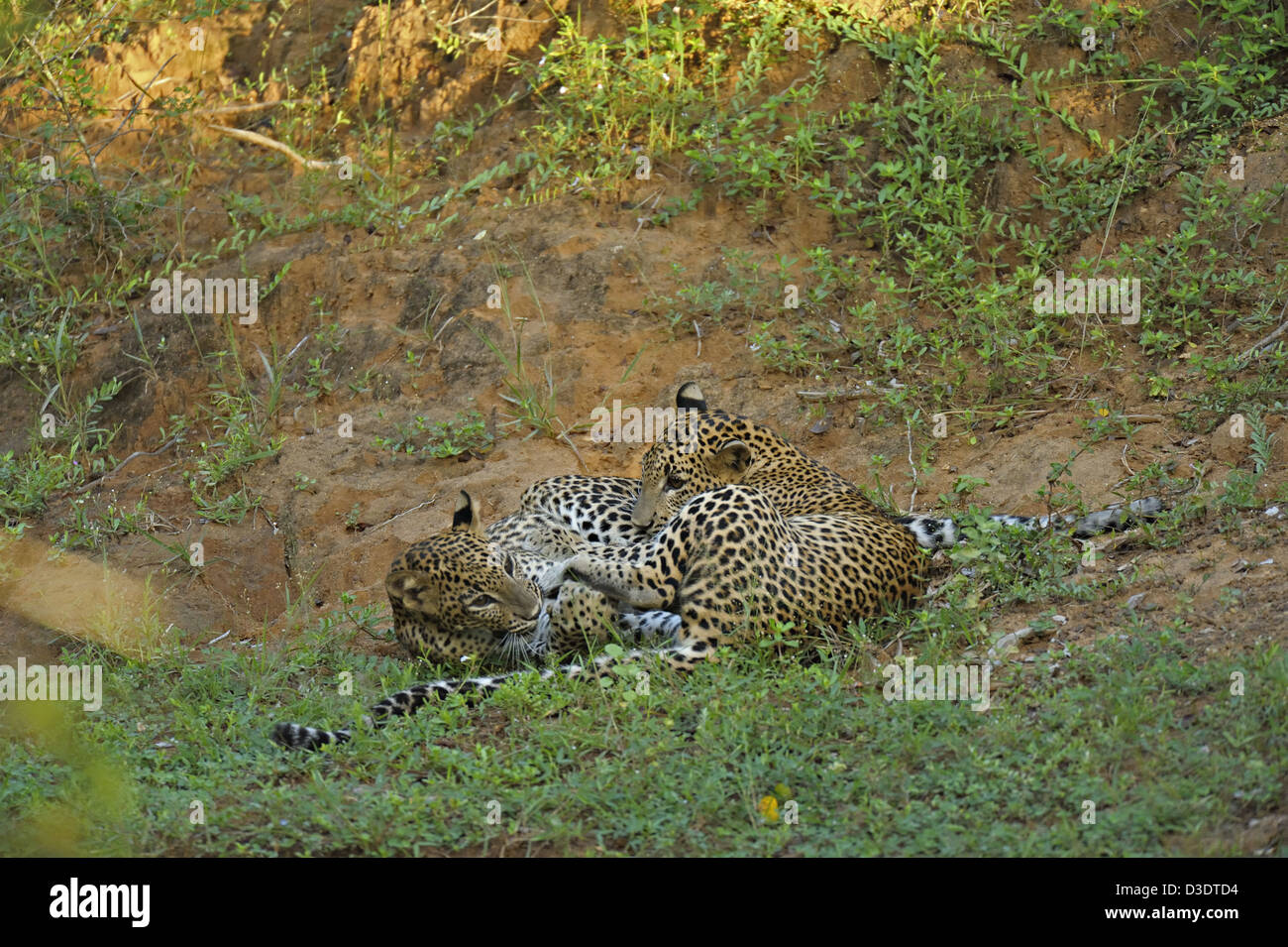 Zwei Leoparden spielen kämpfen im Yala Nationalpark, Sri Lanka Stockfoto