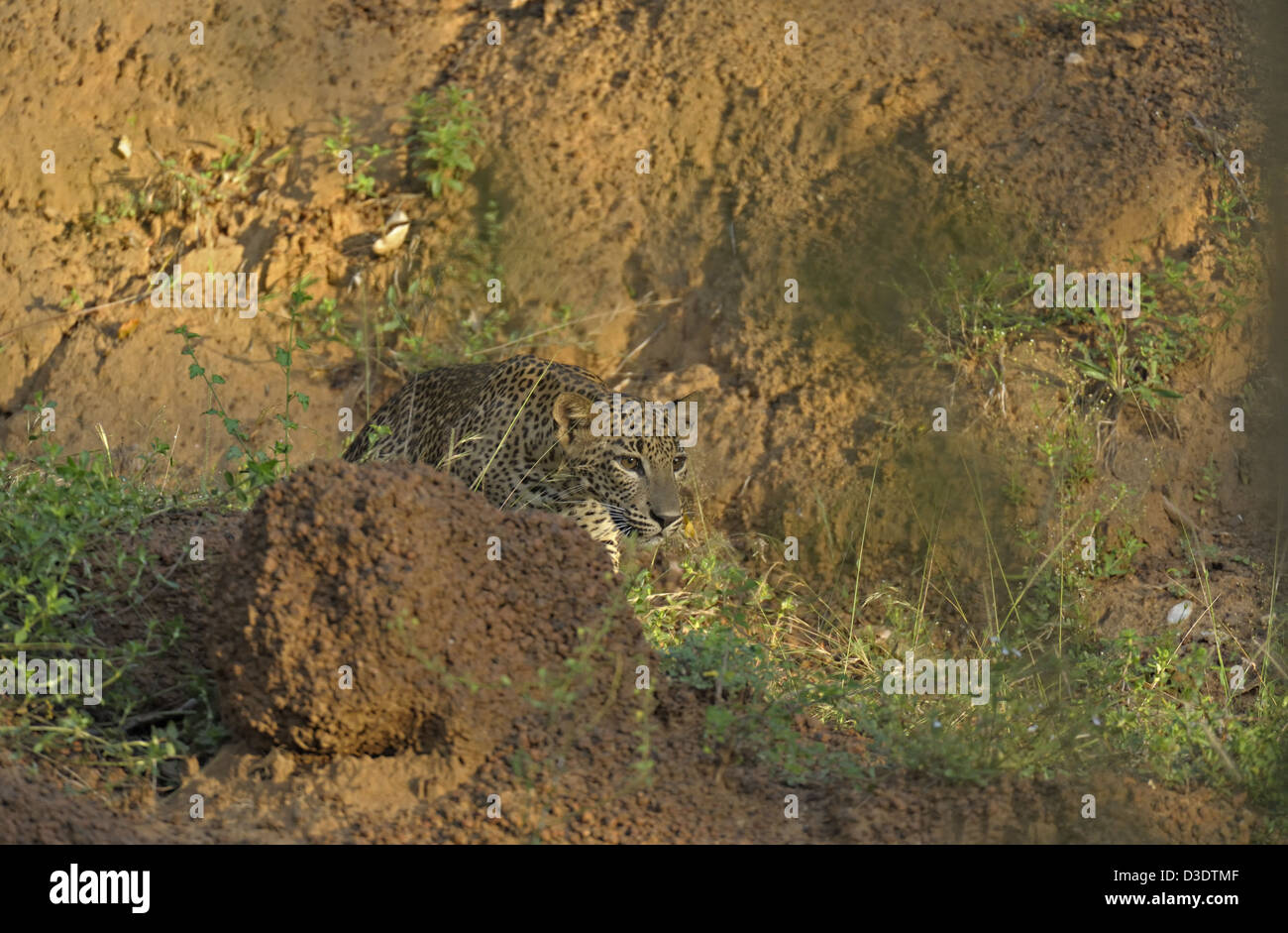 Stalking Leopard im Yala National Park, Sri Lanka Stockfoto