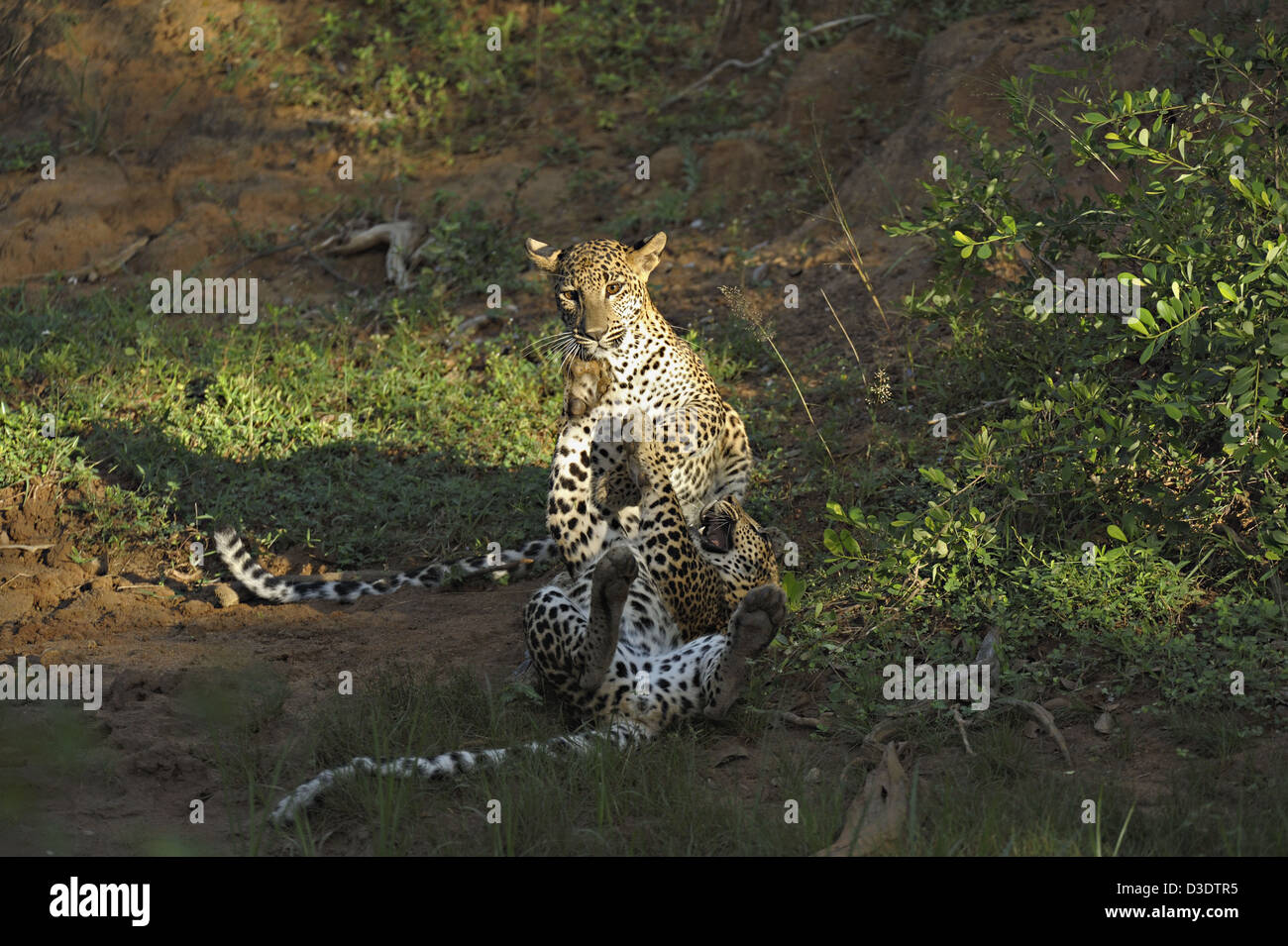 Zwei Leoparden spielen kämpfen im Yala Nationalpark, Sri Lanka Stockfoto