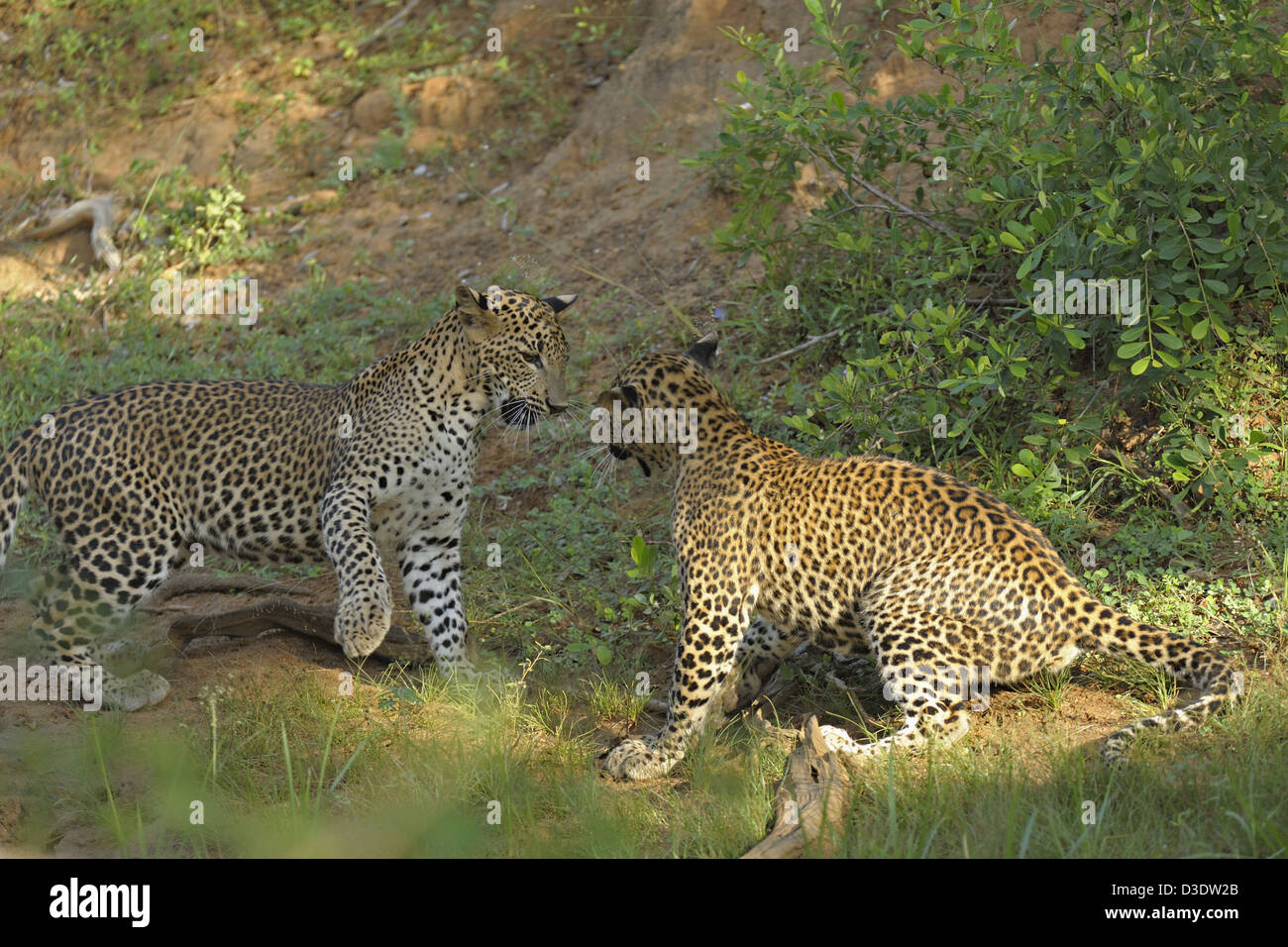 Zwei Leoparden spielen kämpfen im Yala Nationalpark, Sri Lanka Stockfoto
