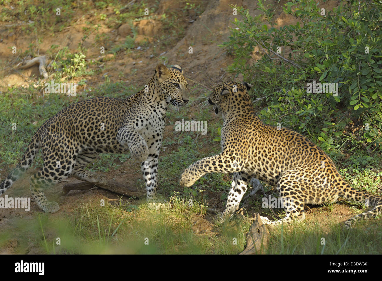 Zwei Leoparden spielen kämpfen im Yala Nationalpark, Sri Lanka Stockfoto