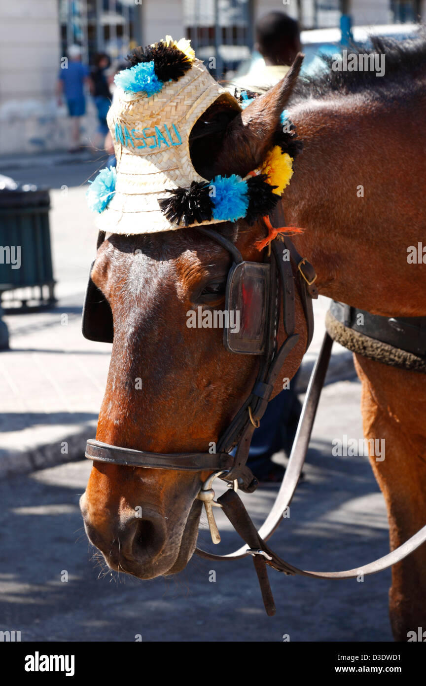 Nassau Bahamas - Pferd Hut Stockfoto