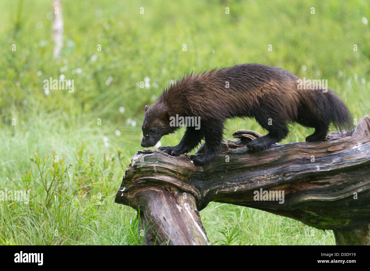 Nassen Wolverine im Regen auf einen umgestürzten Baumstamm Stockfoto