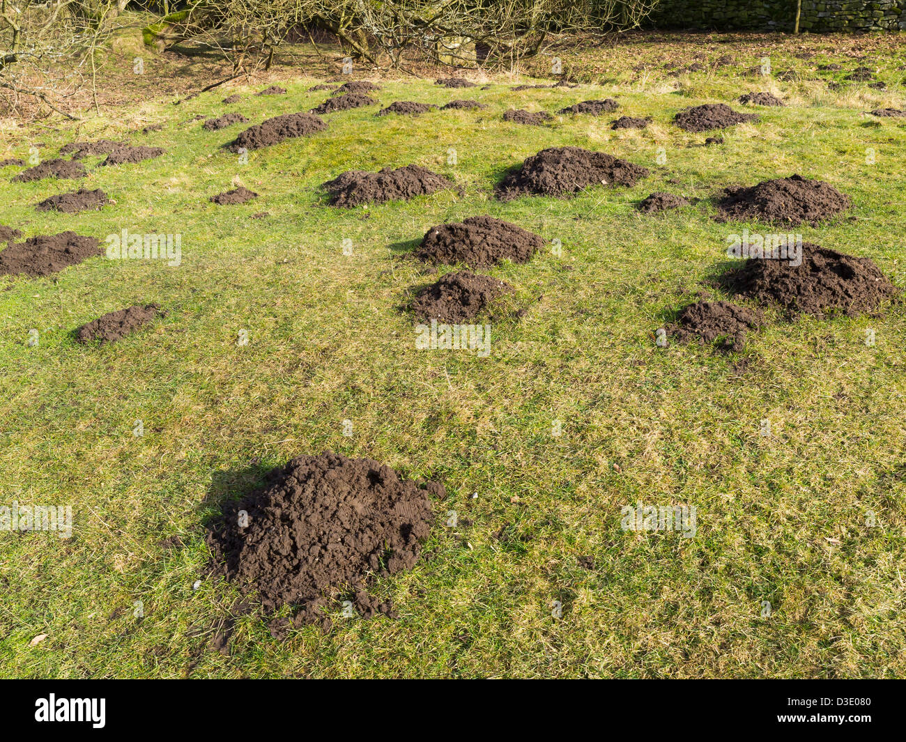 Eine Masse von Maulwurfshügel auf einem Dorfplatz in North East England Stockfoto