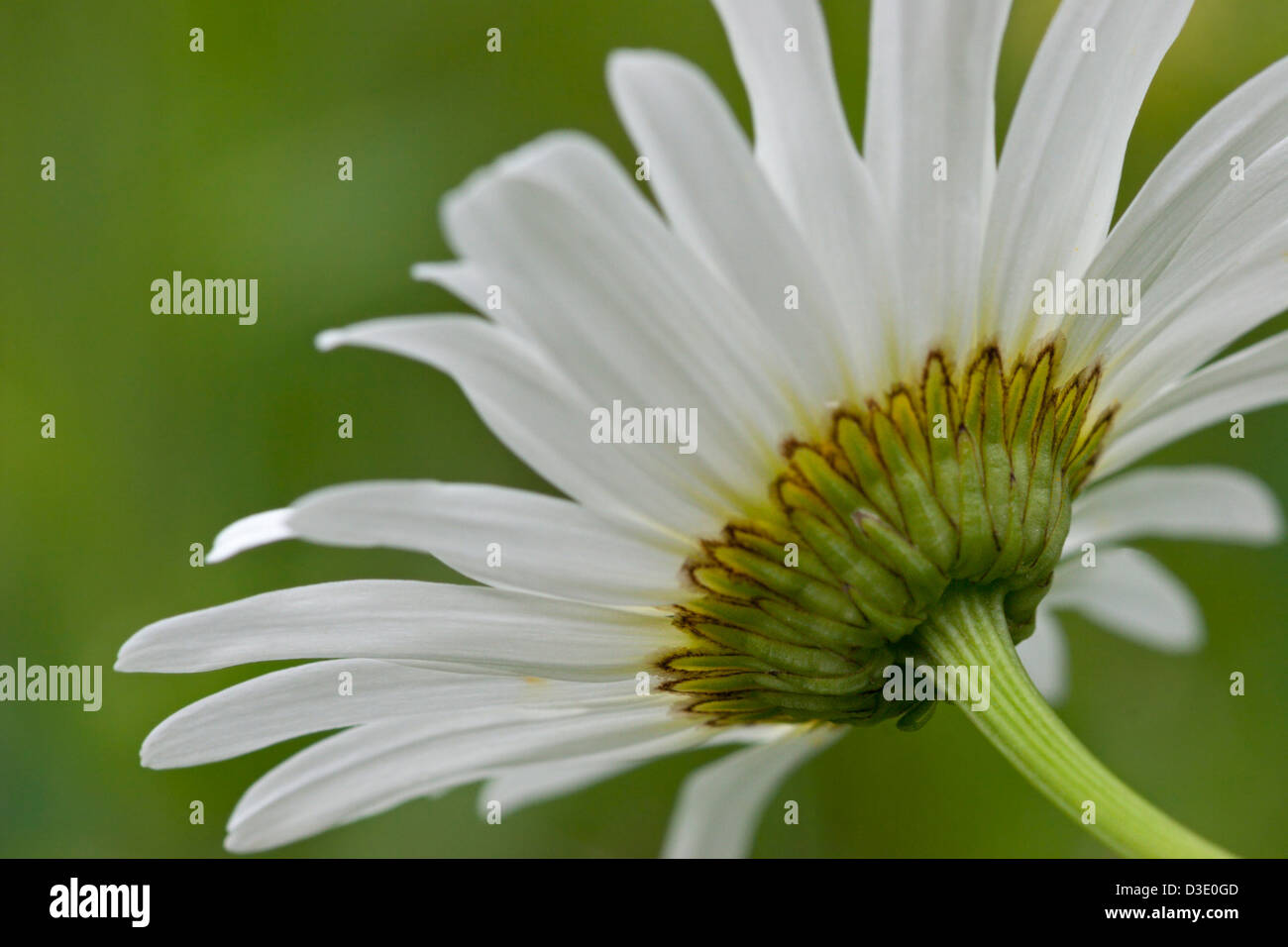 Wild Daisy Blütenblätter weiß Stockfoto