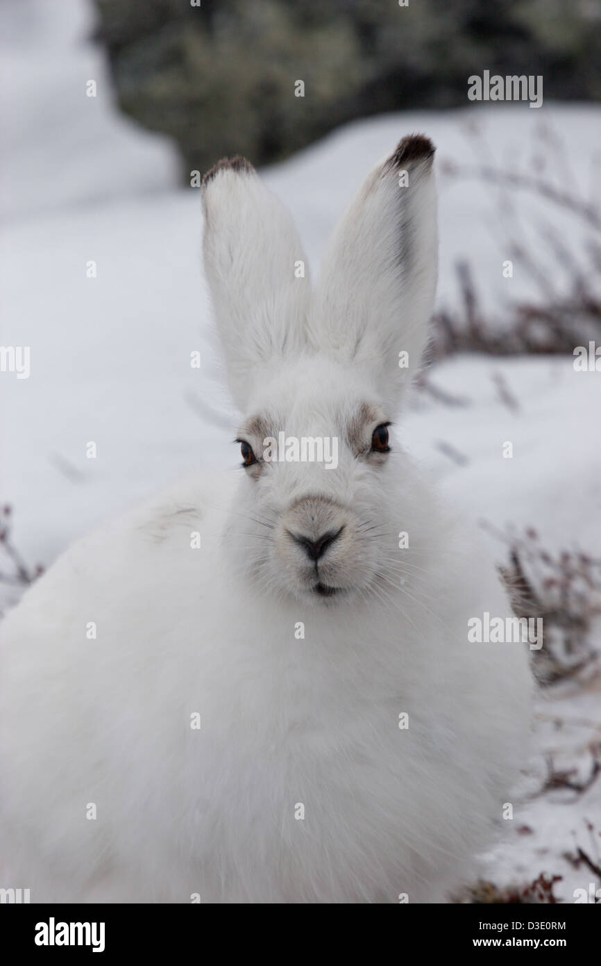 Schneehase Kaninchen Hase Winter Tundra weiße Ostern Stockfoto