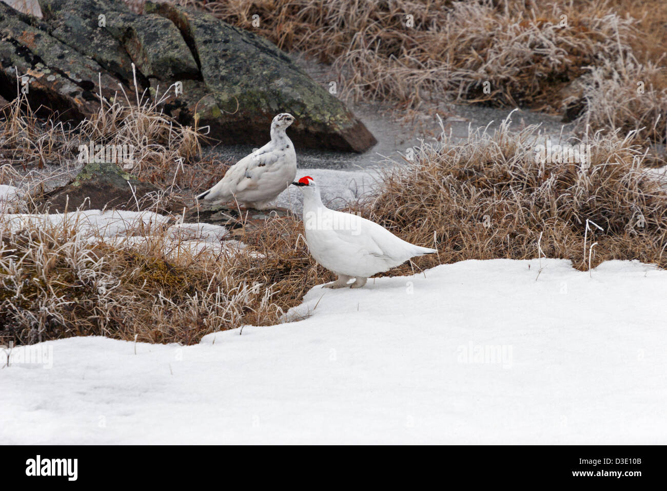 Alpenschneehuhn Vögel arktischen Schnee Winter Gefieder paar männliche weibliche Feder Stockfoto