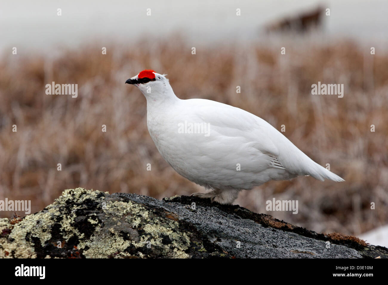 Alpenschneehuhn Vögel arktischen Schnee Winter Gefieder paar männliche weibliche Feder Stockfoto