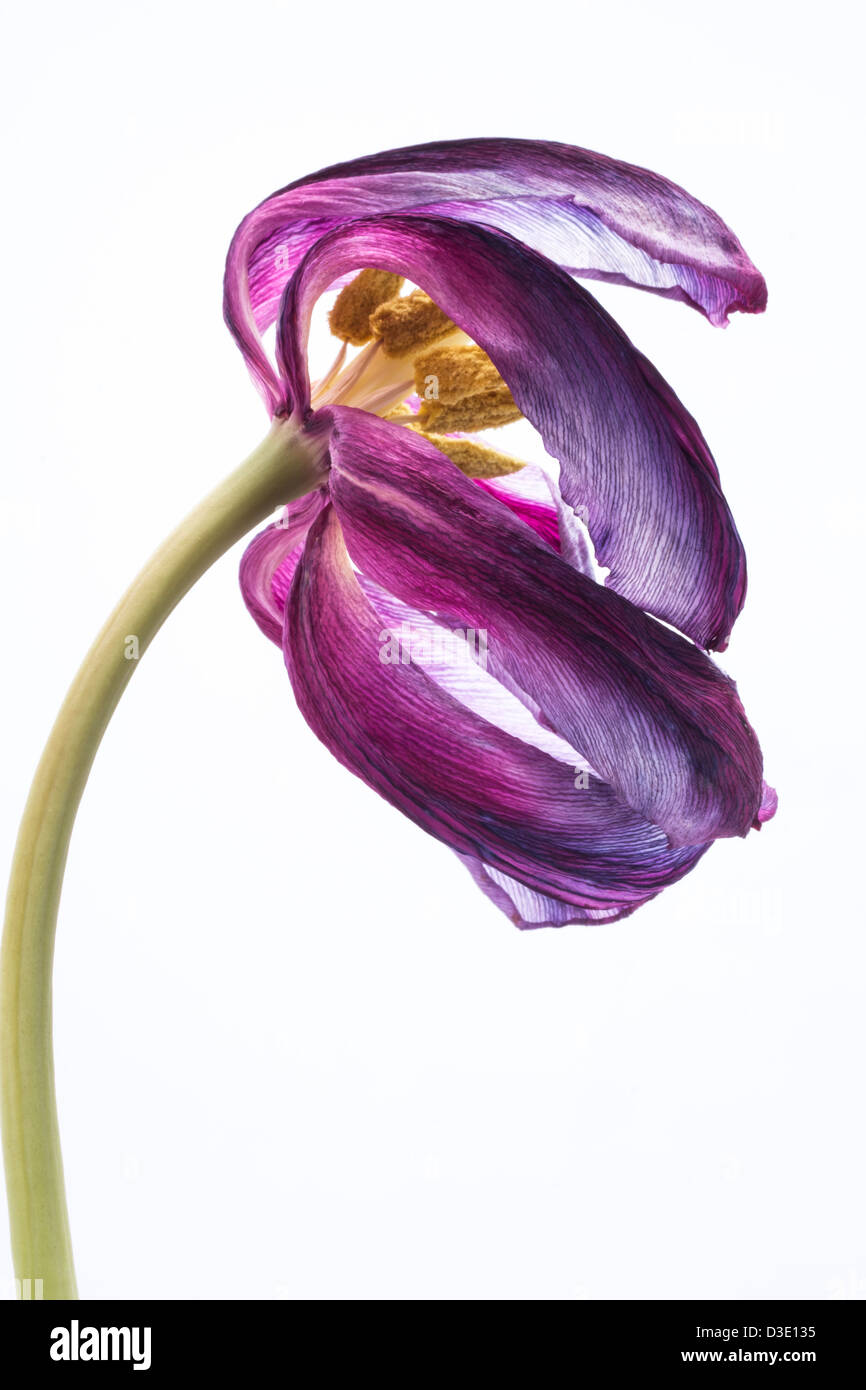 Nahaufnahme einer blass lila lila Tulpe Blume auf einem weißen Hintergrund-Grafik. Stockfoto