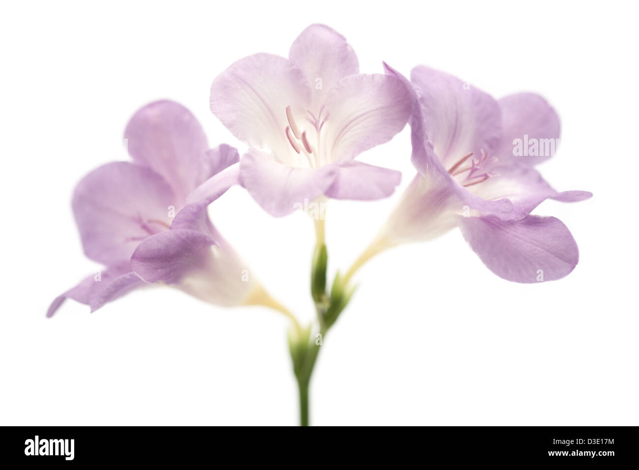 Schließen Sie herauf Bild lila / violett Fresia Blumen auf weißem Hintergrund. Stockfoto