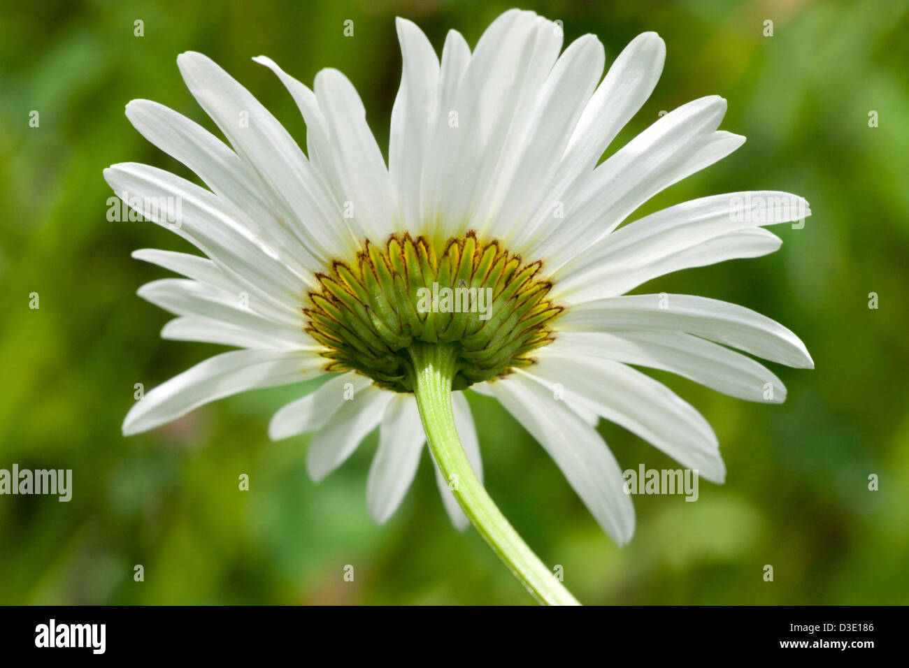 Wild Daisy Blütenblätter weiß Stockfoto