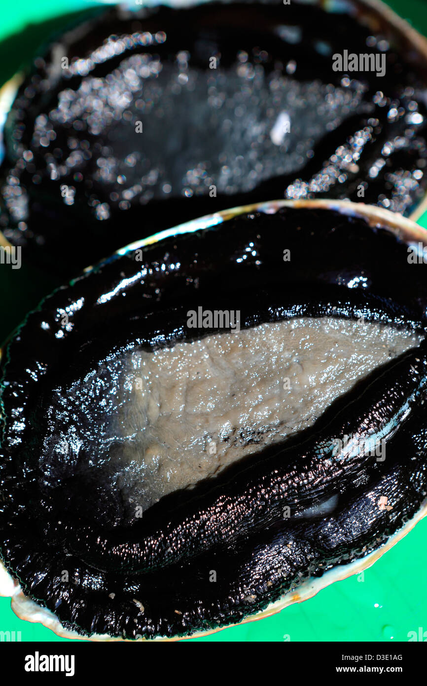 Paua (abalone) showing black flesh muscle inside shell Stockfoto
