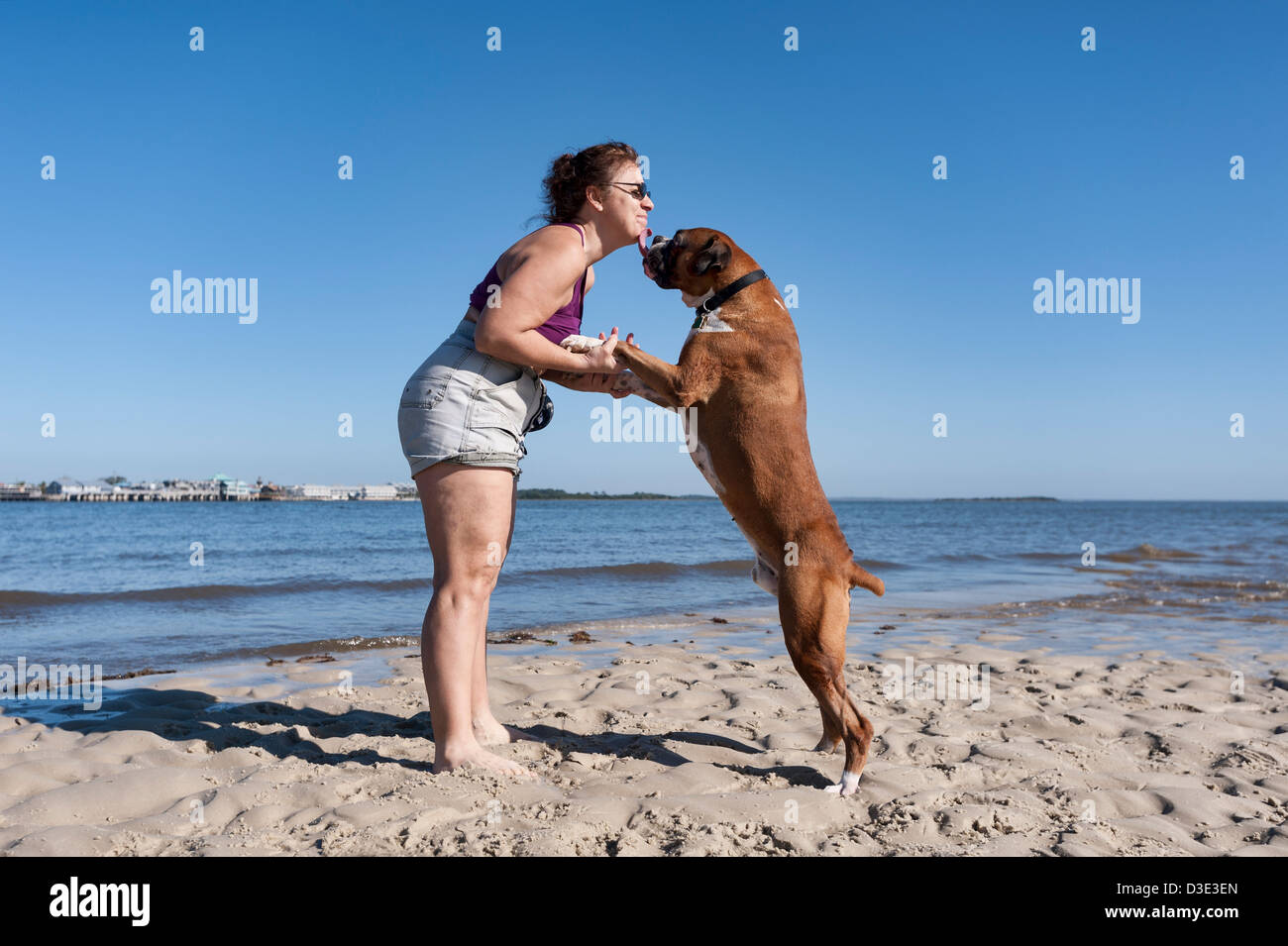 Eine Frau und ihre weißen Fawn Boxer an den Ufern des Cedar Key Strand in Cedar Key, Florida. Stockfoto