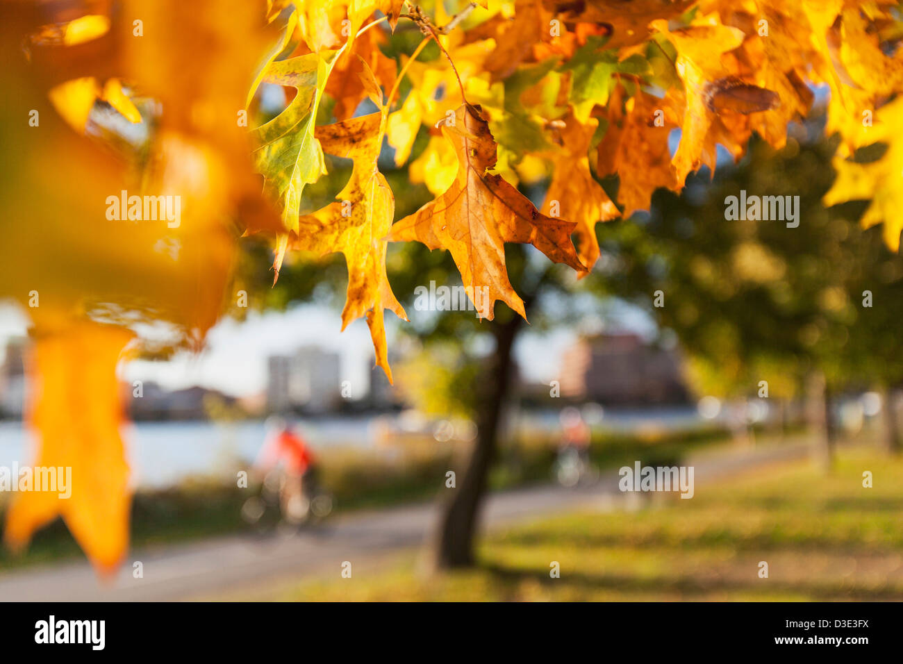 Peak Laub auf den Charles River Esplanade, Boston, Massachusetts, USA Stockfoto