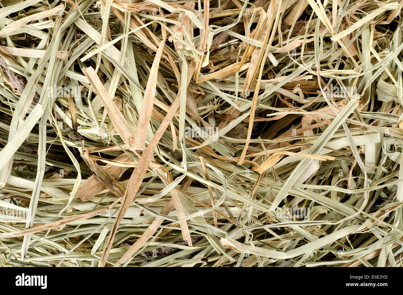 Hintergrund der trockenen Wiesenheu. Tiernahrung Stockfoto