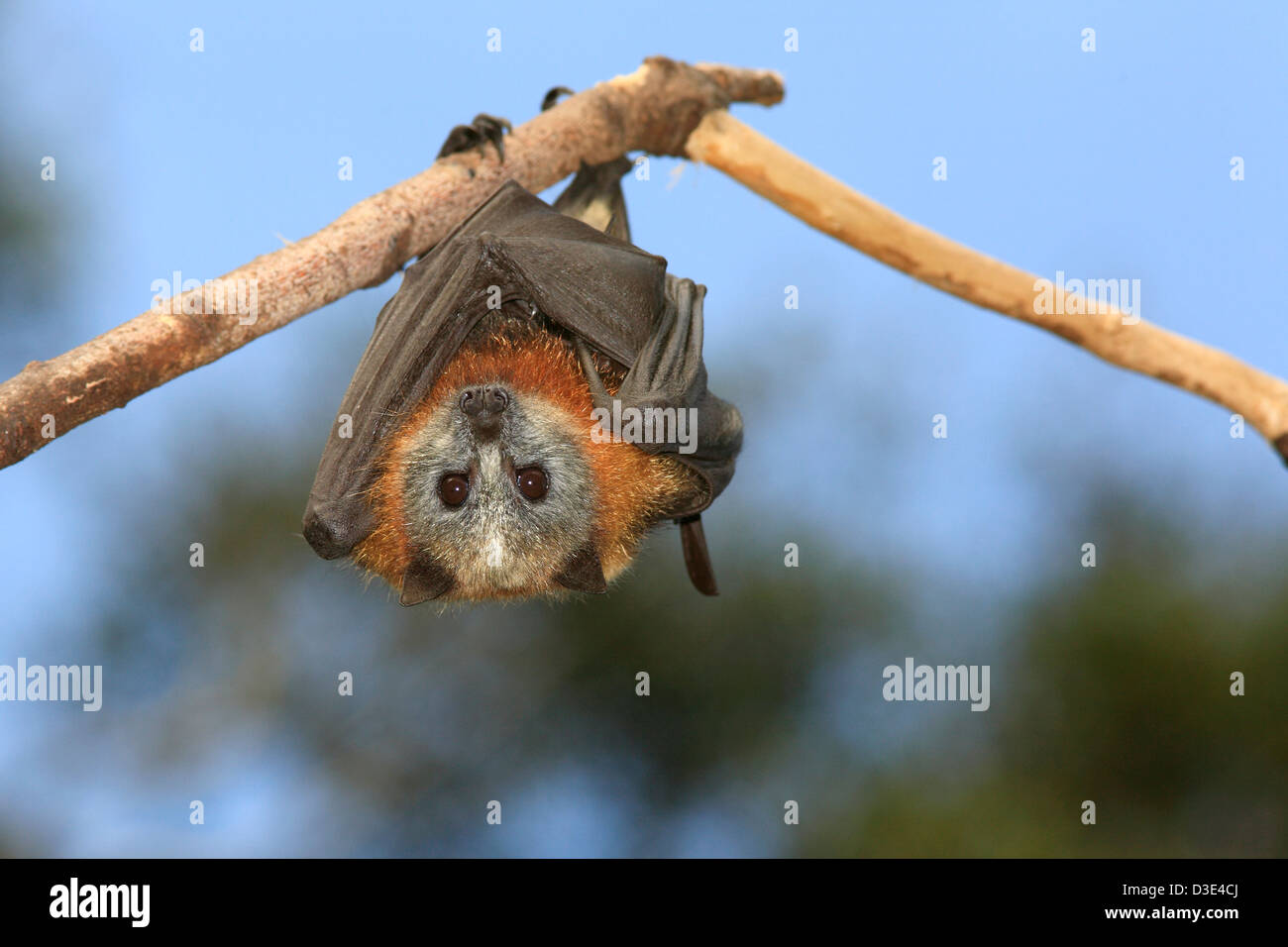 Graue Spitze Flying Fox, Pteropus Poliocephalus. Endemisch in östlichen Australien und sind anfällig auf der IUCN roten Liste der gefährdeten Arten aufgeführt. Stockfoto