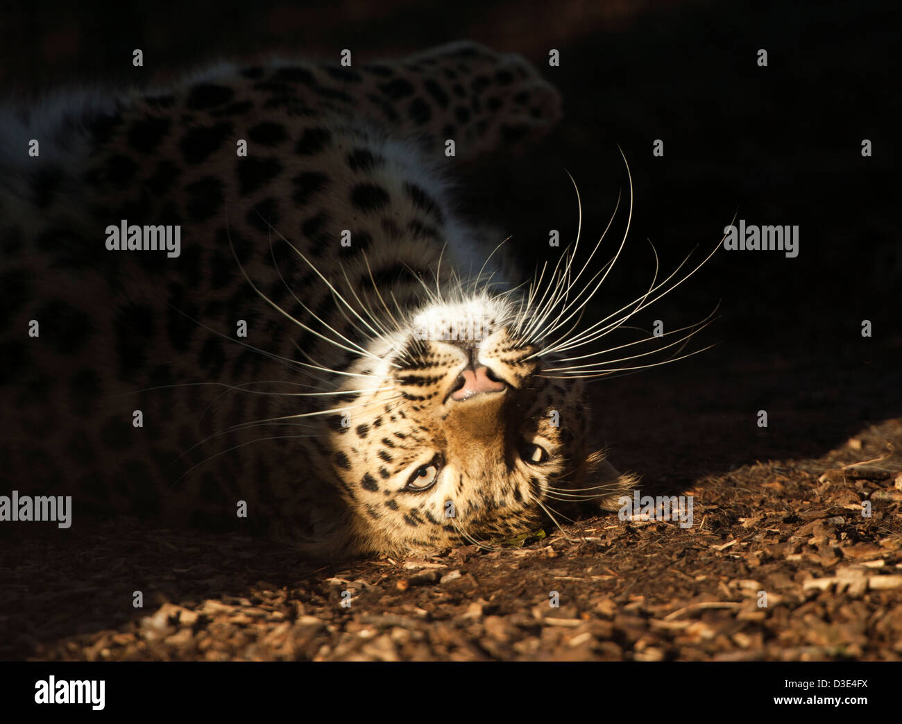 Weibliche Amur-Leopard, liegend auf dem Kopf stehend Stockfoto