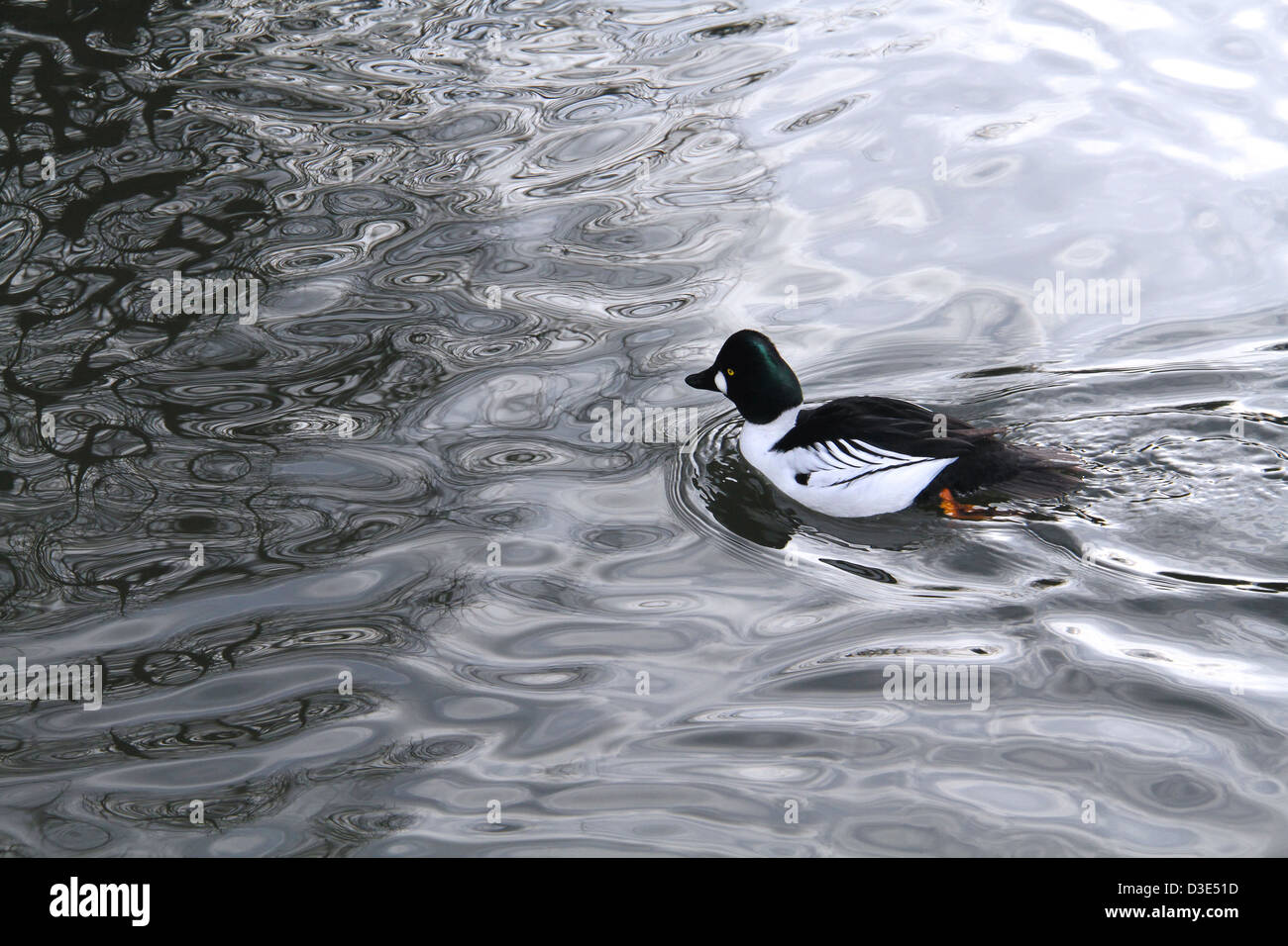 schwarze und weiße Ente an einem See schwimmen Stockfoto