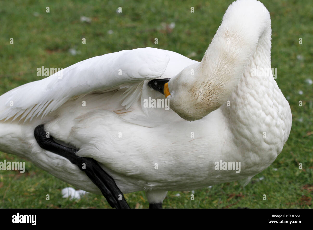 Schwan putzen unter ihre Fittiche Stockfoto