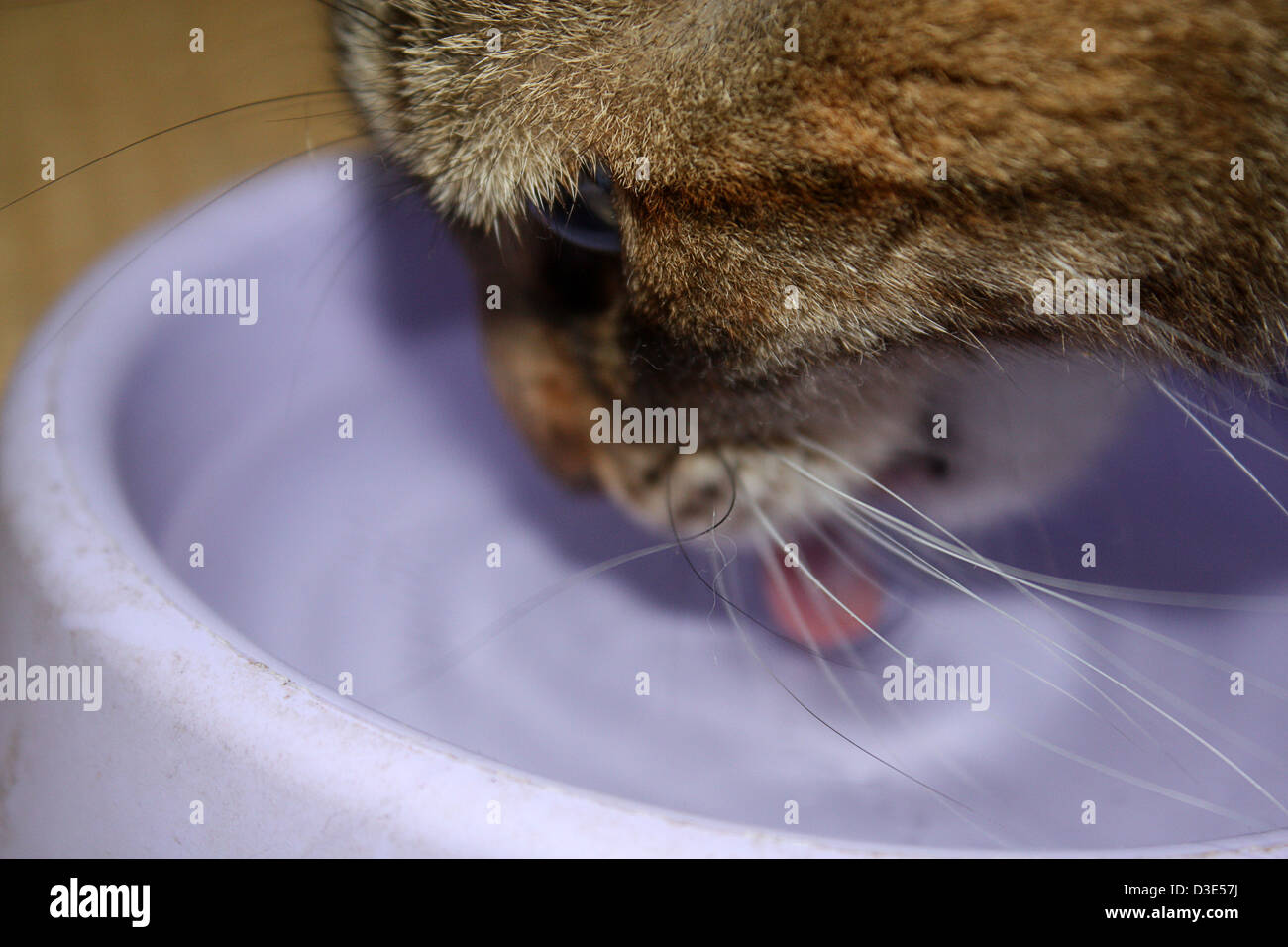 Nahaufnahme der Katze Trinkwasser Stockfoto