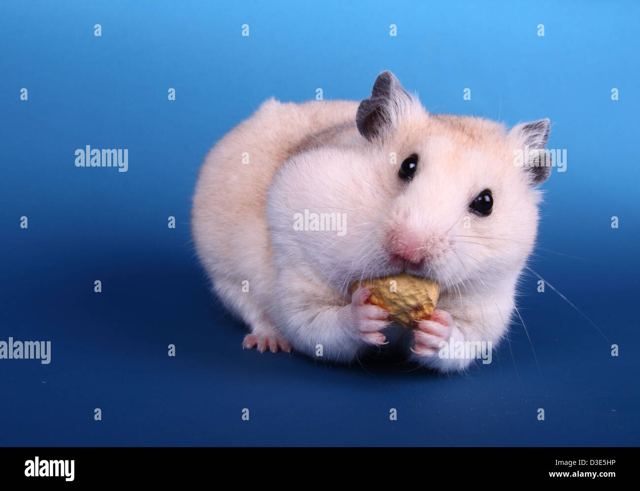hamster peanut