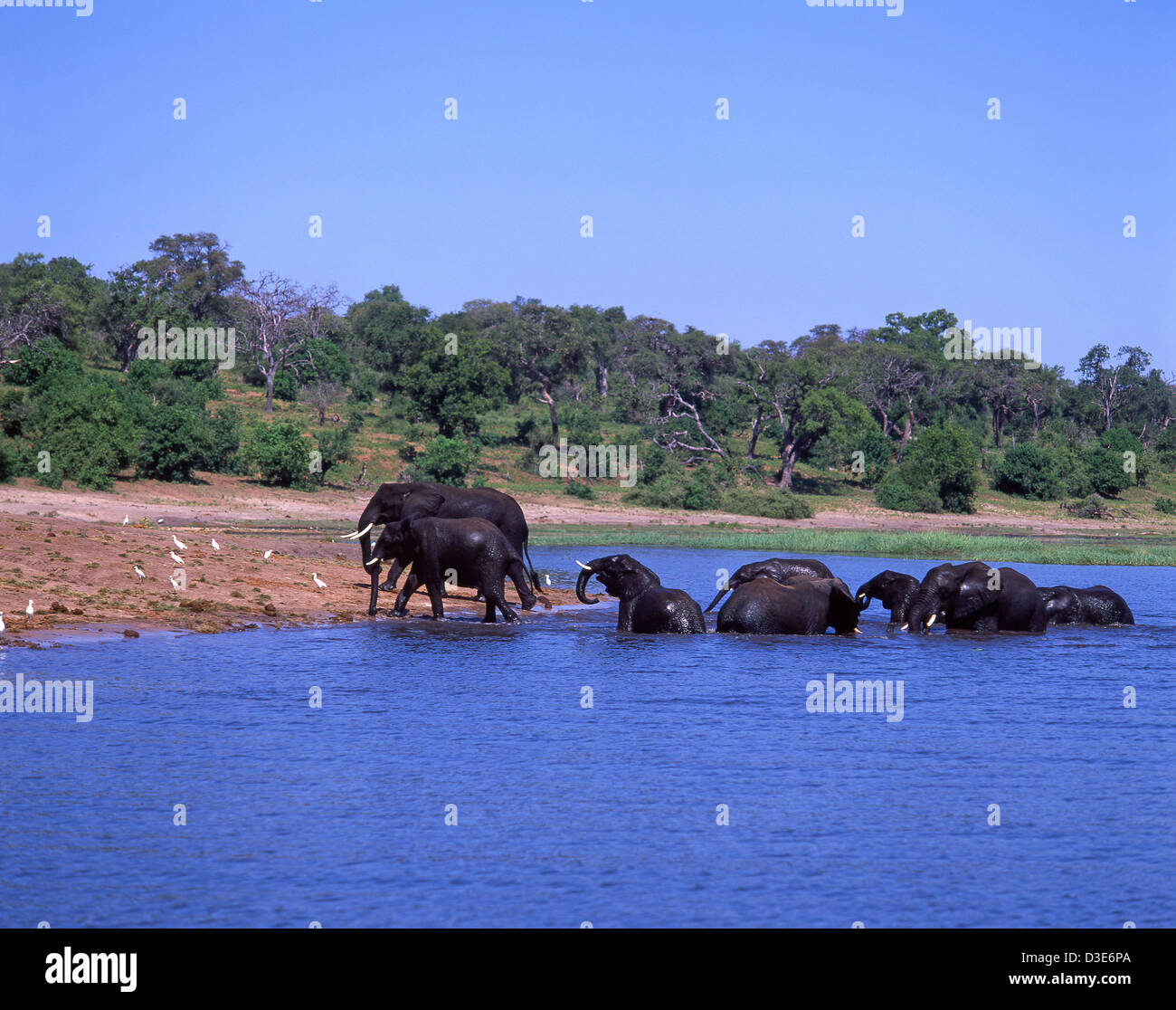 Elefanten spielen im Fluss, Chobe National Park, Chobe, Republik Botsuana Stockfoto