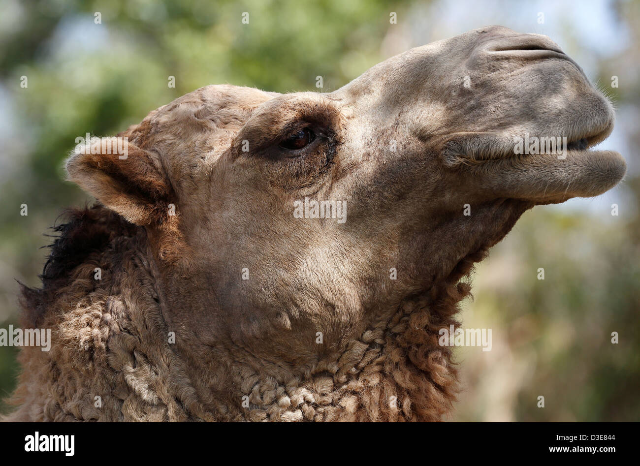 Dromedar Kamel, Miami zoo Stockfoto