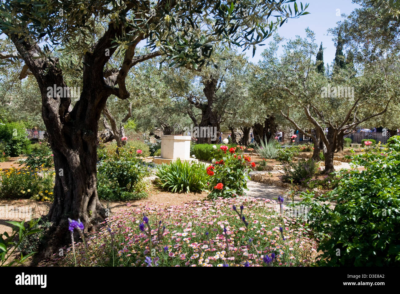 Garten von Gethsemane einen ruhigen Garten unter einem Hain der