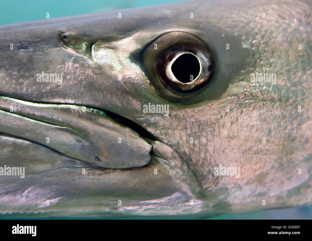 Salzwasser-Aquarienfische große Barracuda Stockfoto