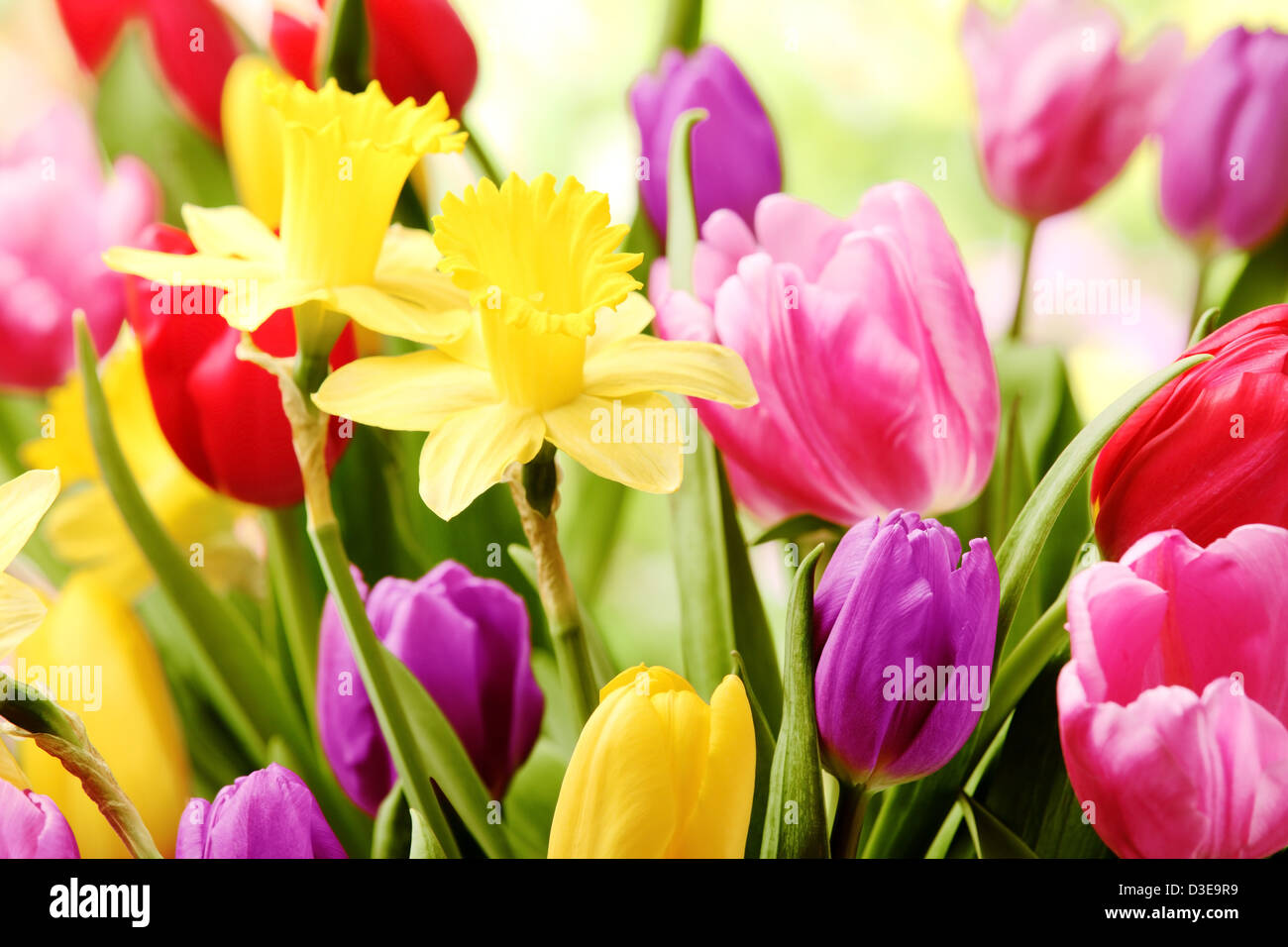 Rosen Tulpen Und Narzissen Das Ganze Leben Ist www.alamy.de