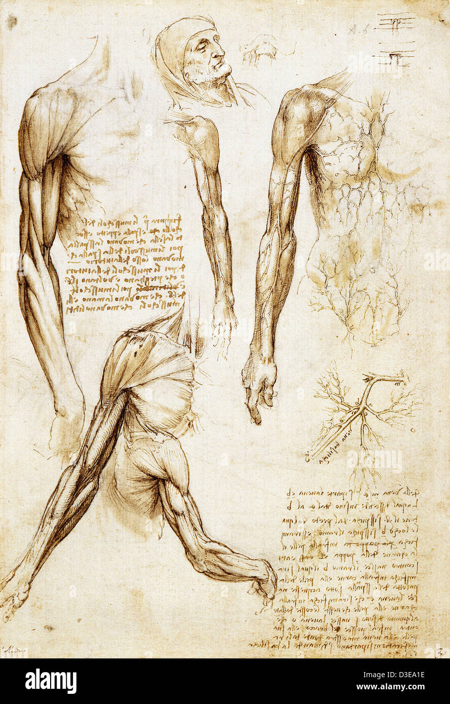 Leonardo da Vinci, Codex Windsor. Einen Toten oder sterbenden Mann Büste Länge. 1510-1511 royal Collection. Zeichnung Stockfoto