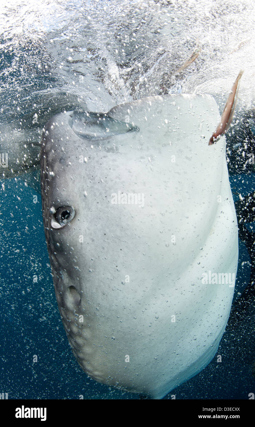 Walhai (Rhincodon Typus) versammeln sich unter Angeln Plattformen, um feed von Fishermens Netze, Papua, Indonesien. Stockfoto