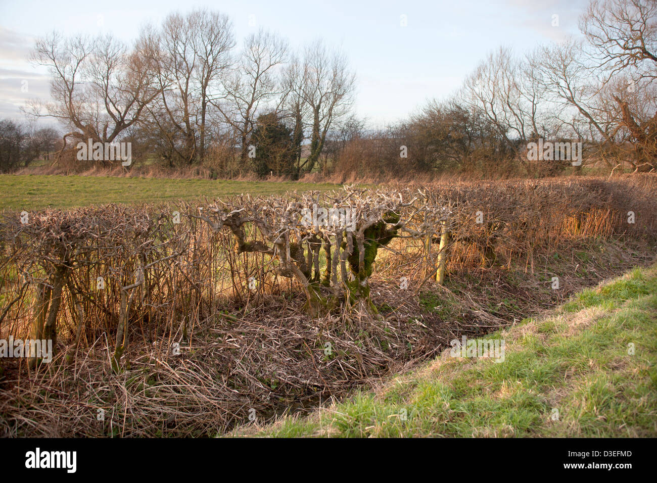 Frisch geschnittenen Hecke Stockfoto
