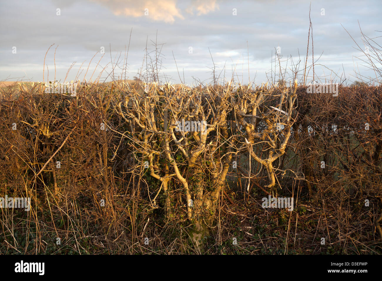 Schneiden Sie ordentlich Hecke Stockfoto