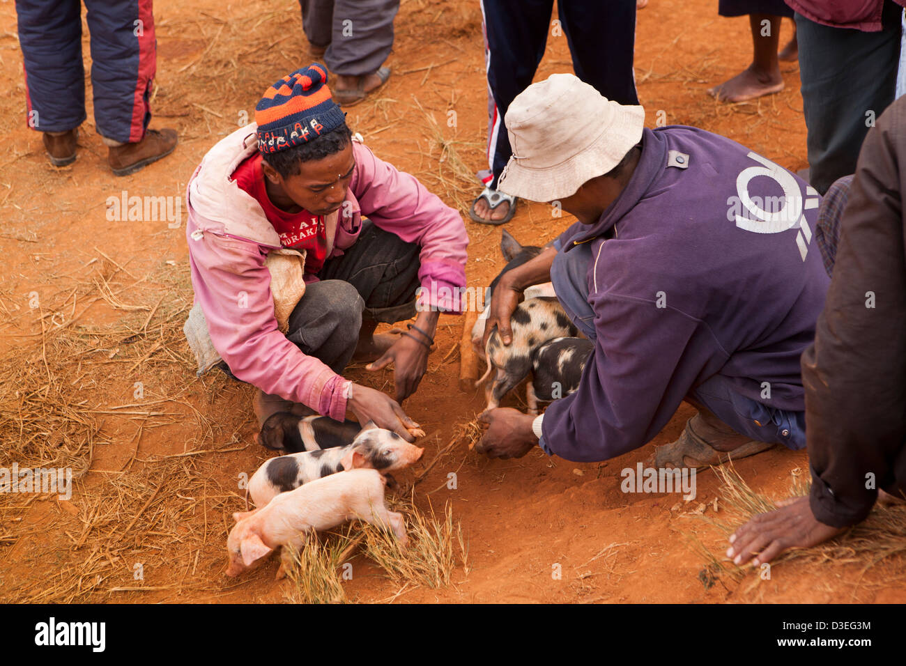 Madagaskar, Sahanivotry, am Straßenrand Schweinemarkt, Käufer Inspektion Ferkel an ihren Beinen gefesselt Stockfoto