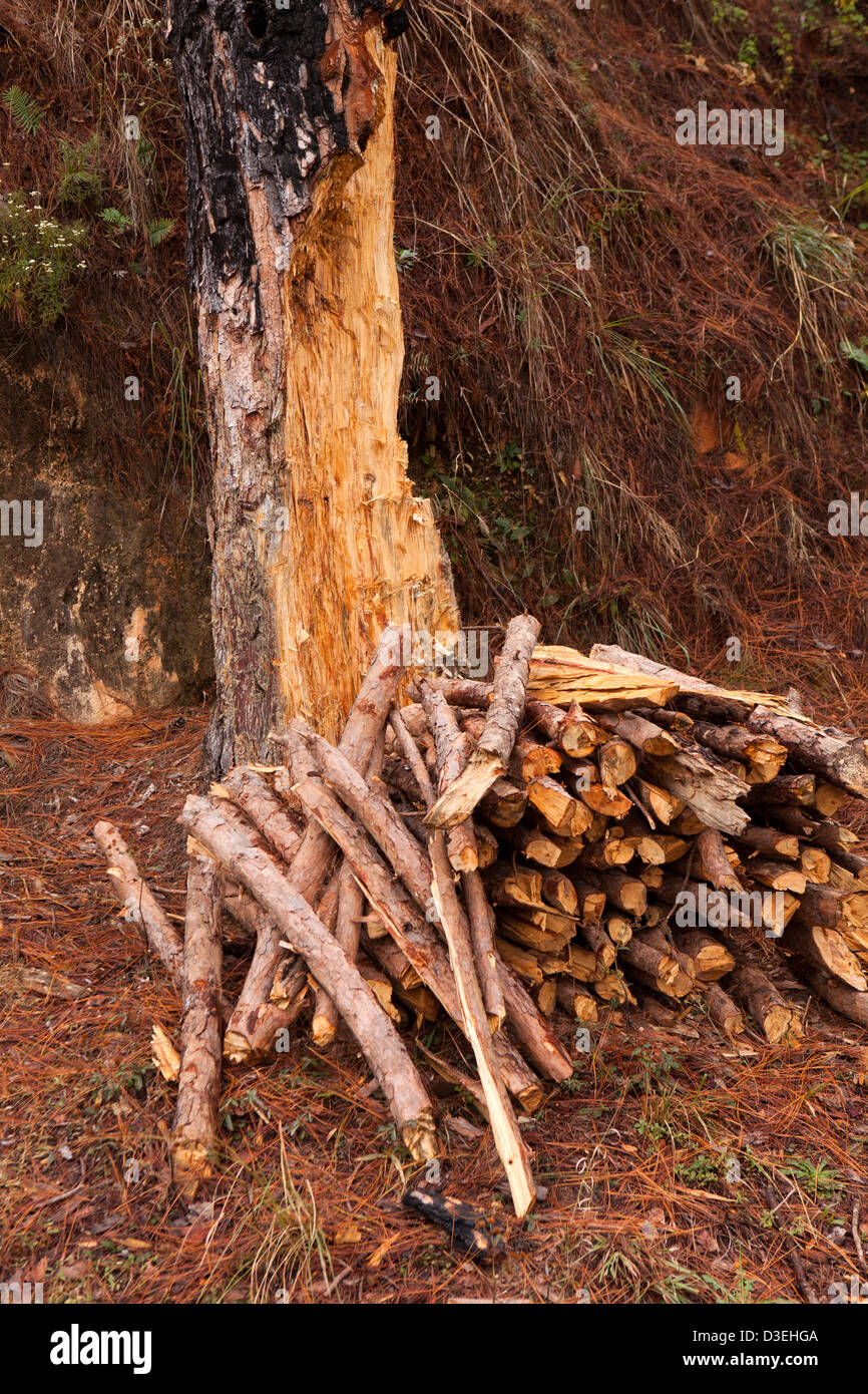 Madagaskar, Ambositra, Haufen Brennholz am Straßenrand neben Baum gehackt mit Axt Stockfoto