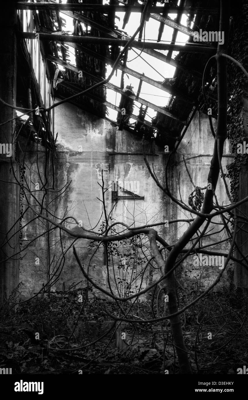 Italien. Bäume in verlassenen Fabrik Stockfoto