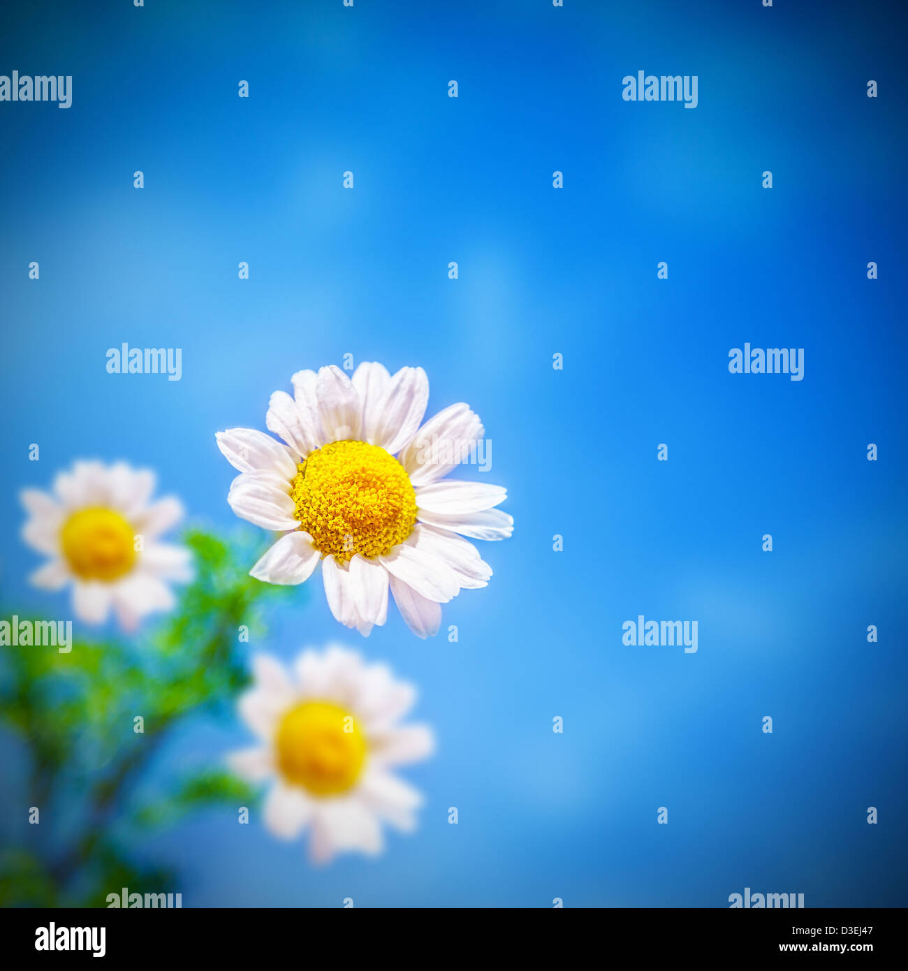 Foto der schönen weißen Kamillenblüten über blauen Himmelshintergrund, Blüte der Daisy auf dem Feld, Blüte Gerbera auf der Wiese Stockfoto