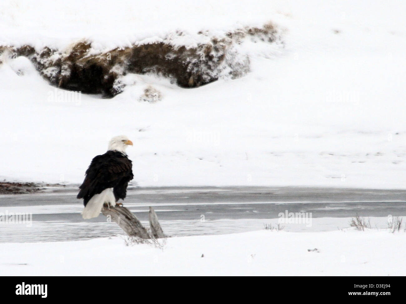 Der Weißkopfseeadler, ein Symbol für Kraft und Freiheit, kann über den Gewässern des Yellowstone-Nationalparks fliegen. Die vielfältigen Ökosysteme des Parks bieten einen Lebensraum für diesen majestätischen Vogel und andere Tierarten. Stockfoto
