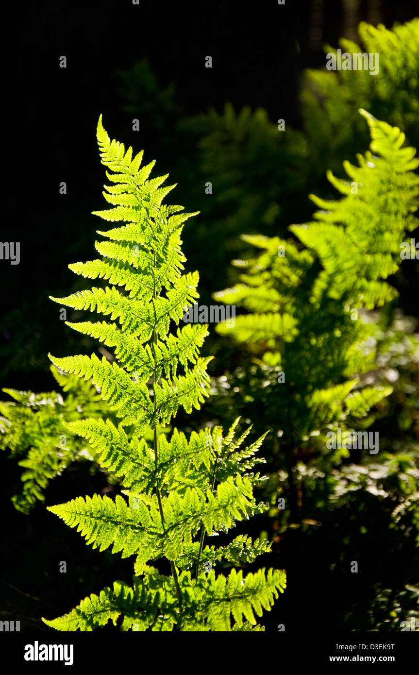 Hinterleuchtete Adlerfarn Farn Pteridium Aquilinum Familie Dennstaedtiaceae oder Hypolepidaceae Stockfoto