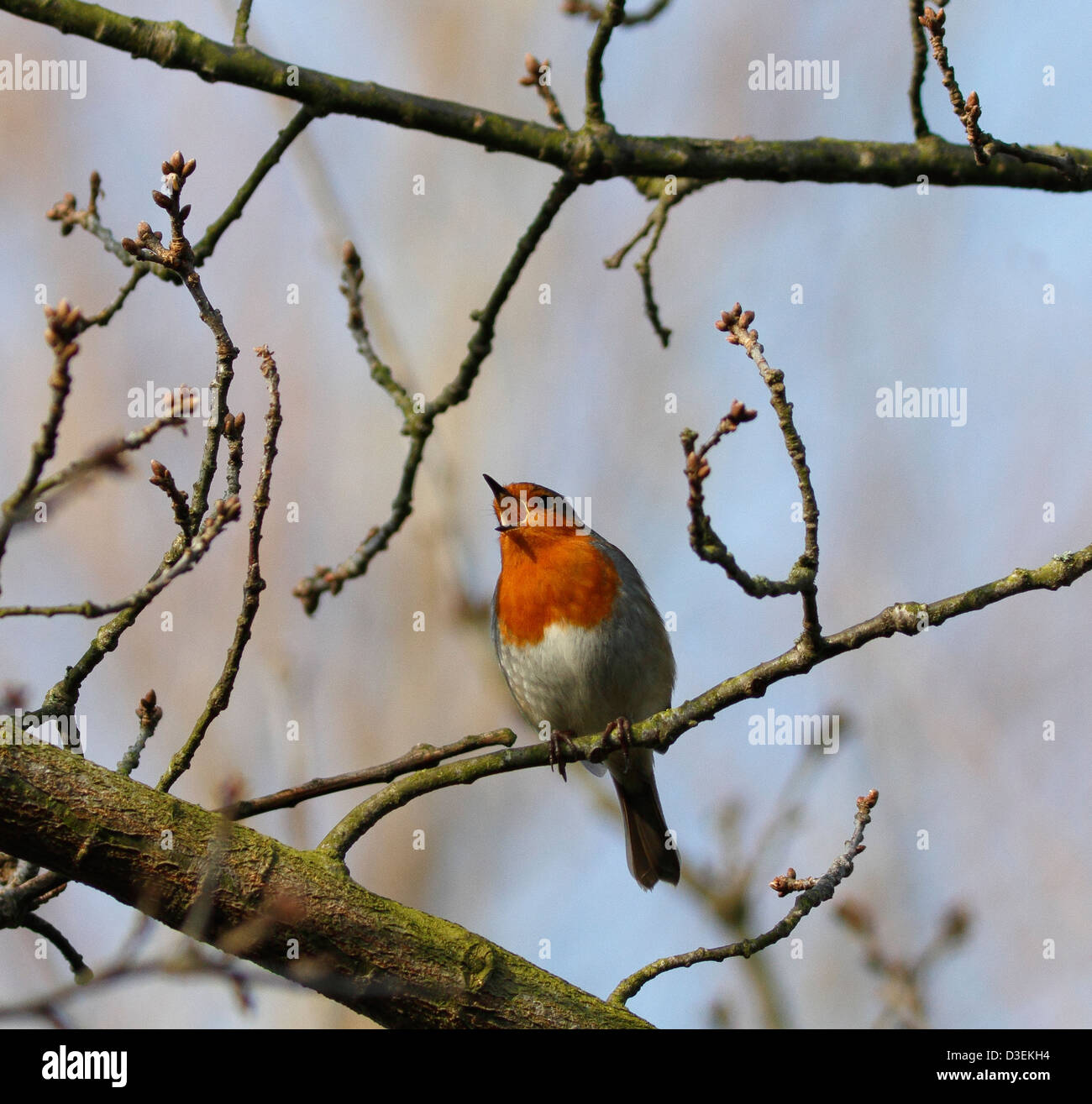 Rotkehlchen singen im Baum Stockfoto
