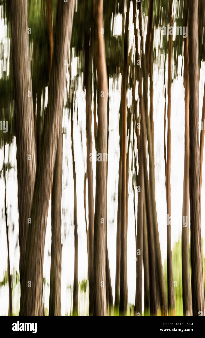 Abstrakte Wald Szene mit unscharf und traumhafte Baumstämme Stockfoto